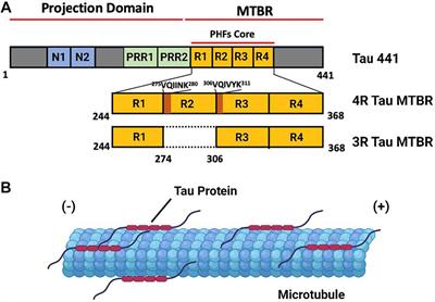 The Sulfation Code of Tauopathies: Heparan Sulfate Proteoglycans in the Prion Like Spread of Tau Pathology